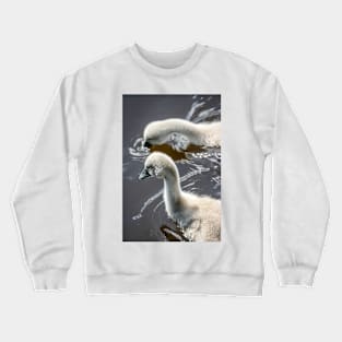 Mute Swan Cygnets Crewneck Sweatshirt